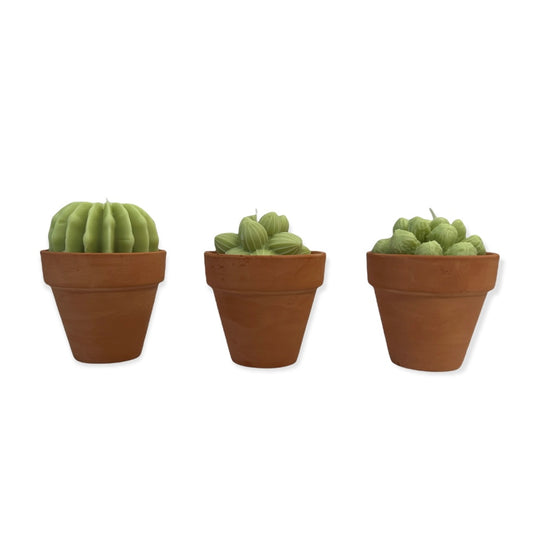 SUCCULENT CACTI SET OF THREE