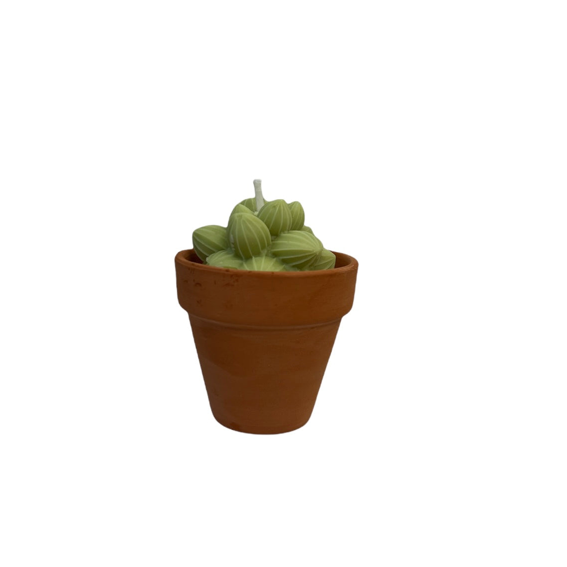 SUCCULENT CACTI SET OF THREE