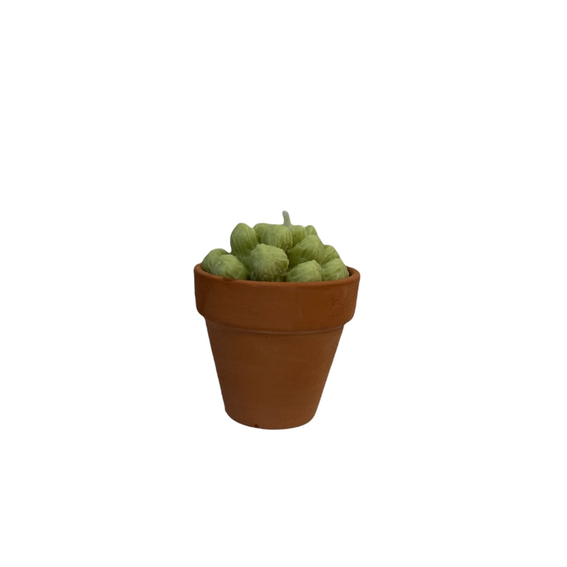 SUCCULENT CACTI SET OF THREE